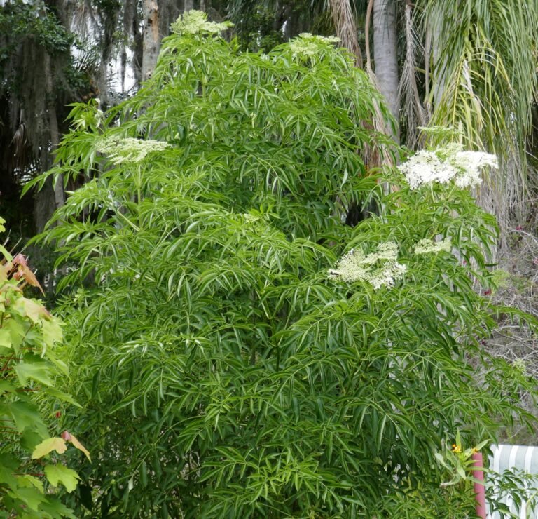 elderberry Sambucus nigra subsp. canadensis in the landscape