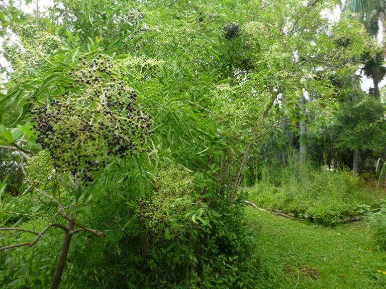 elderberry Sambucus nigra subsp. canadensis in the landscape