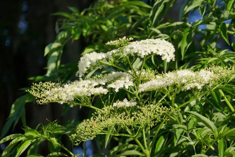 elderberry Sambucus nigra subsp. canadensis flowers