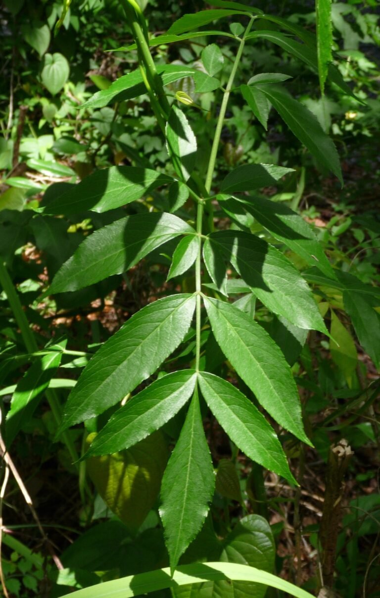 elderberry Sambucus nigra subsp. canadensis leaf