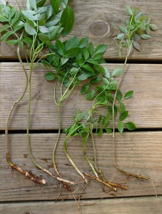 elderberry root cuttings