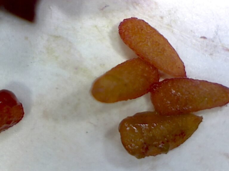 elderberry Sambucus nigra subsp. canadensis magnified seeds