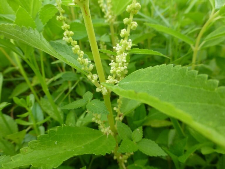 false nettle Boehmeria cylindrica flowers