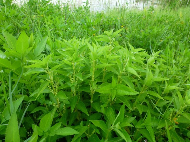 false nettle Boehmeria cylindrica