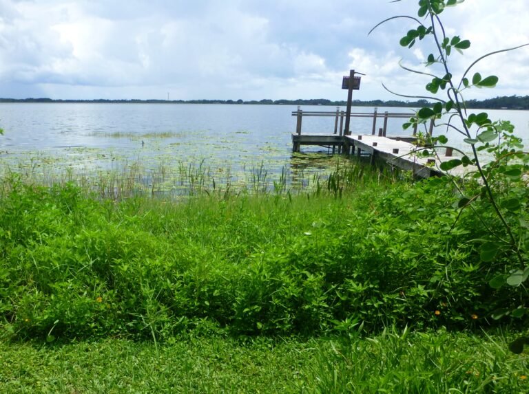 false nettle Boehmeria cylindrica growing in the landscape