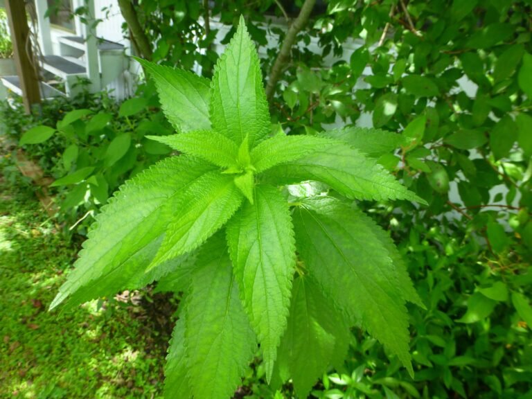 false nettle Boehmeria cylindrica leaves