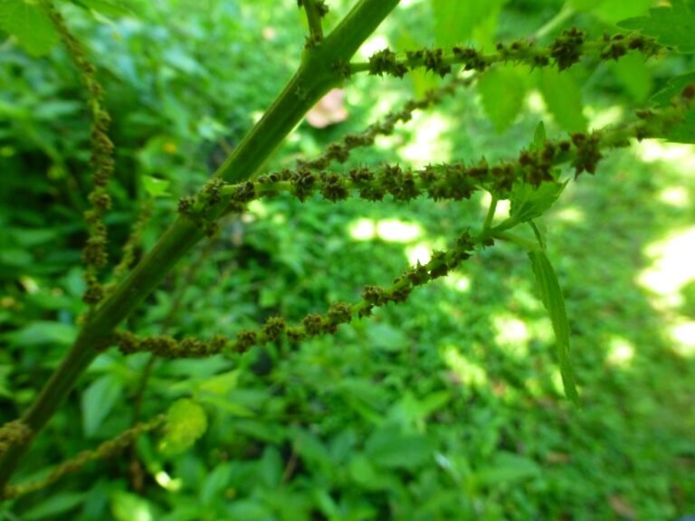 false nettle seed stalks on the plant Boehmeria cylindrica