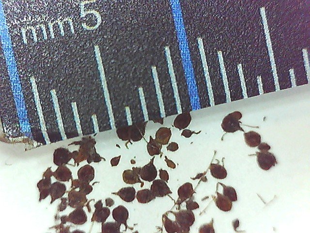 false nettle Boehmeria cylindrica fruit under the microscope