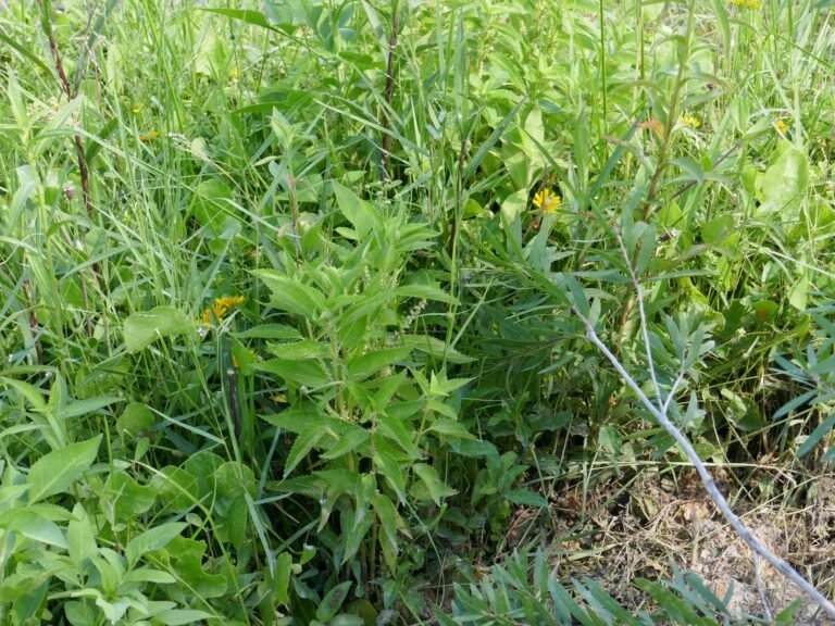 false nettle Boehmeria cylindrica