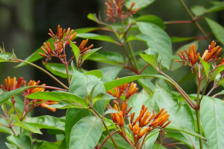 Hamelia patens firebush flowers