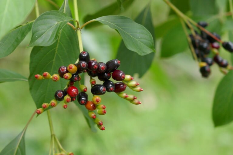 Hamelia patens firebush fruit cluster with ripe and unripe berries