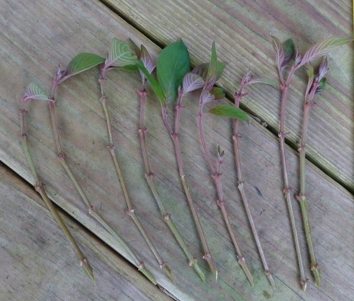 Hamelia patens firebush cuttings