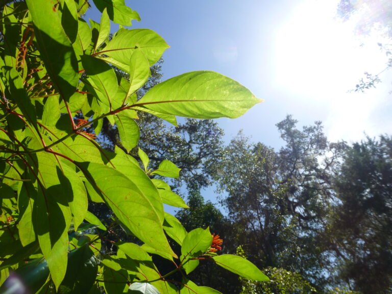 Hamelia patens firebush leaves
