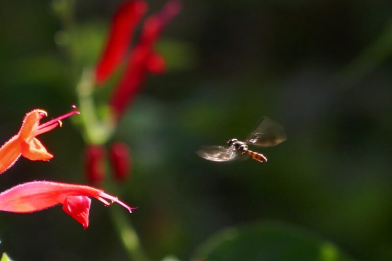 flower fly Toxomerus boscii visiting a blood sage salvia coccinea flower