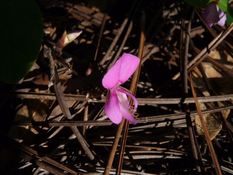 Florida milkpea Galactia floridana flower