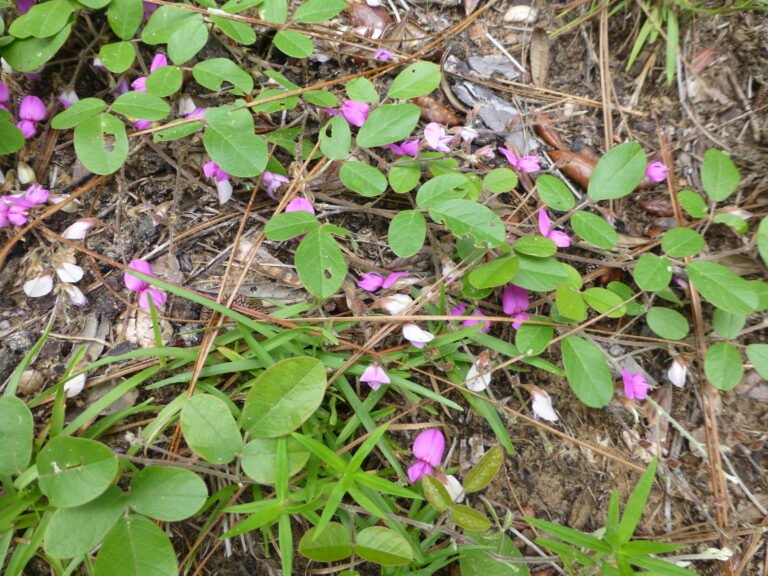 Florida milkpea Galactia floridana