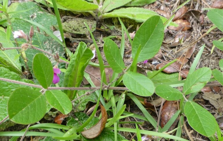 Florida milkpea Galactia floridana leaves