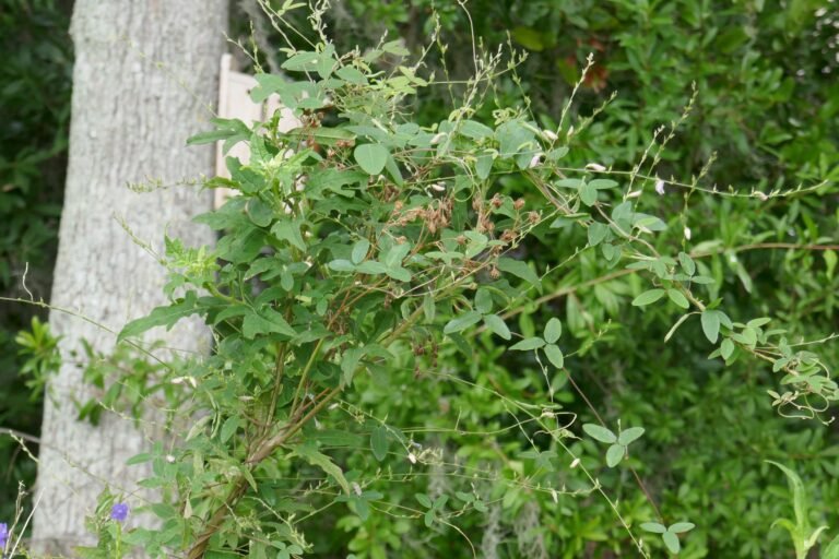 eastern milkpea vine Galactia volubilis