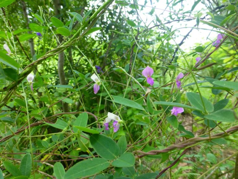 eastern milkpea Galactia volubilis