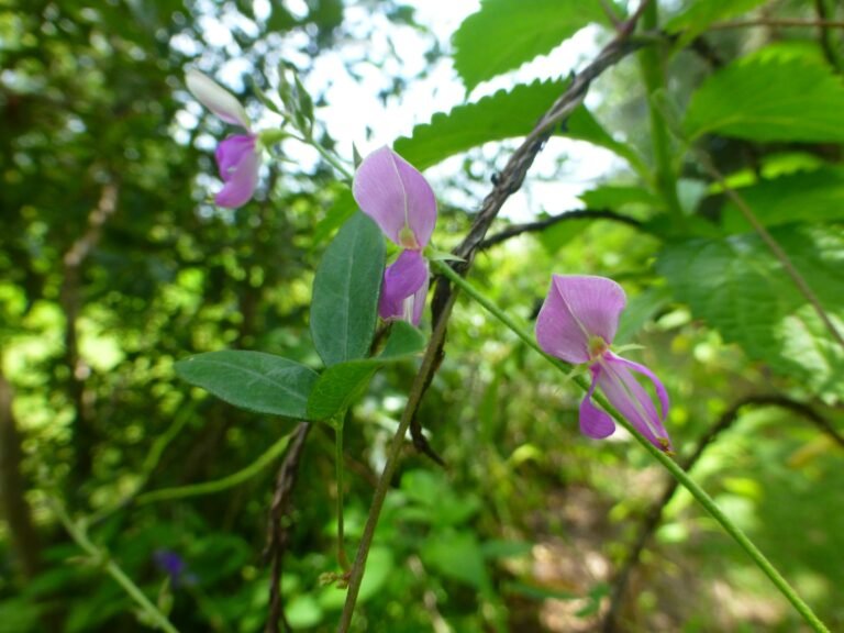 eastern milkpea vine Galactia volubilis flowers