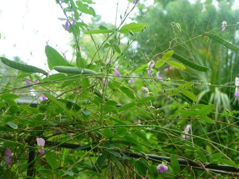 eastern milkpea vine Galactia volubilis bean pods