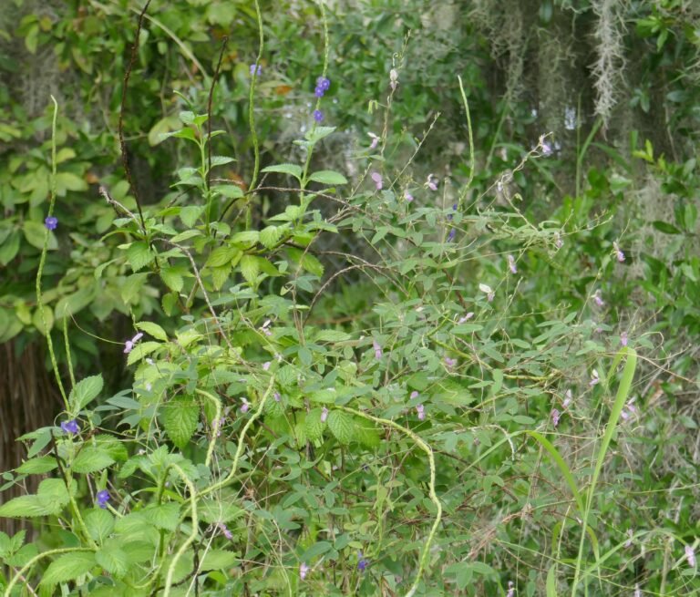 eastern milkpea vine Galactia volubilis in the landscape