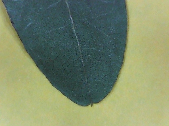 Galactia volubilis magnified leaf underside showing spine at the tip