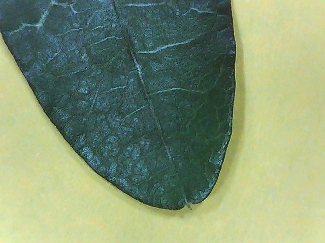 Galactia volubilis magnified leaf upper side