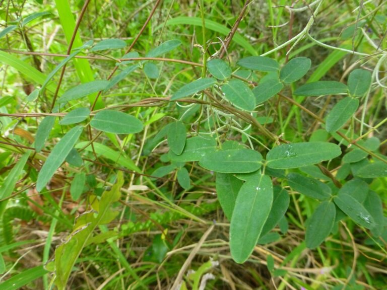 eastern milkpea vine Galactia volubilis leaves