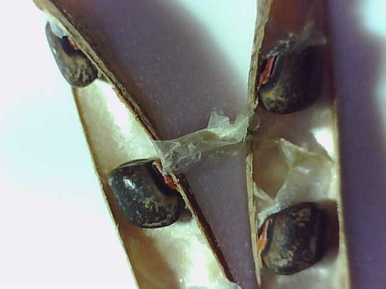 eastern milkpea vine Galactia volubilis dried seeds in the pod