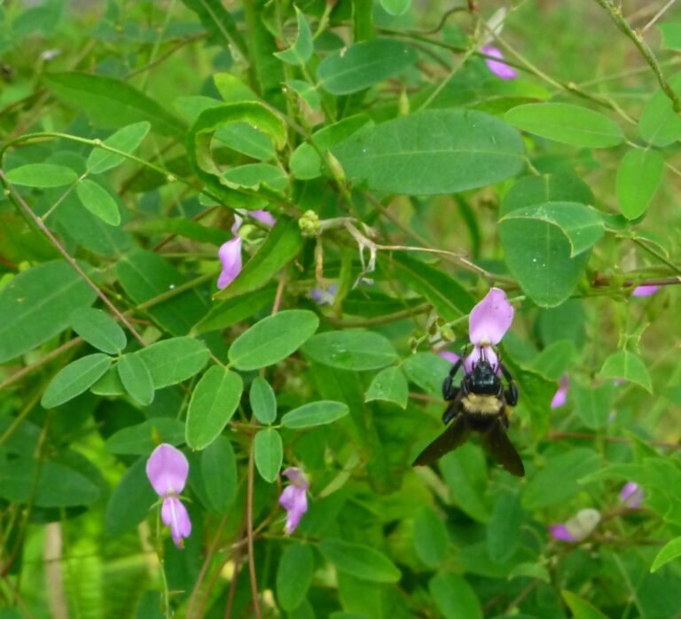 eastern milkpea vine Galactia volubilis and bumblebee