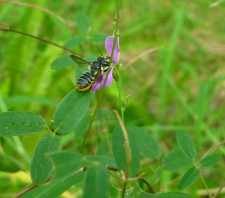 eastern milkpea vine Galactia volubilis and leafcutter bee