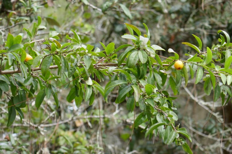 hog plum Ximenia americana