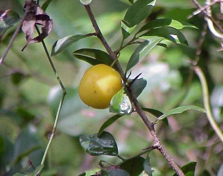 hog plum Ximenia americana ripe fruit / plum