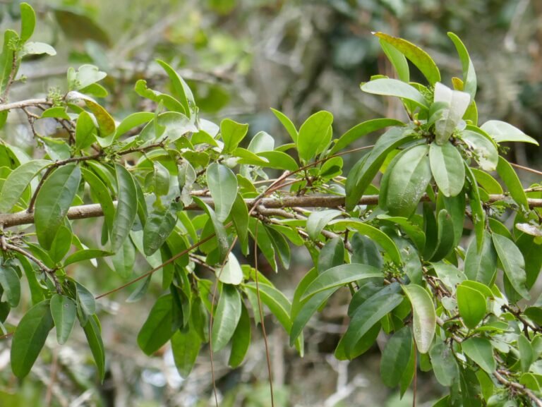 hog plum Ximenia americana leaves