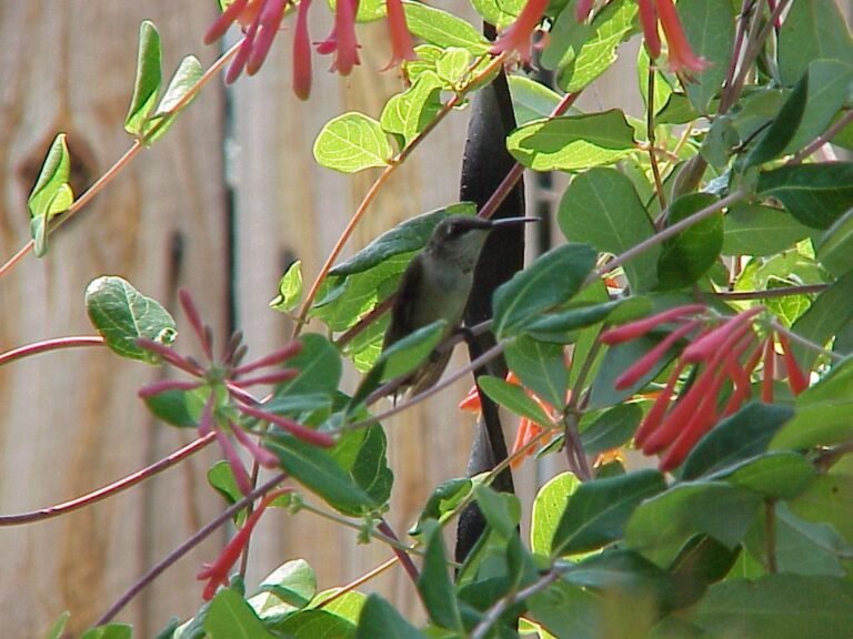coral honeysuckle Lonicera sempervirens with a hummingbird sitting on a branch
