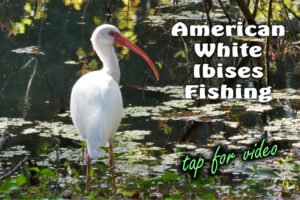 American white ibises fishing video link