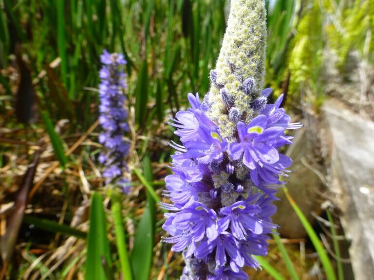 pickerelweed Pontederia cordata flowers