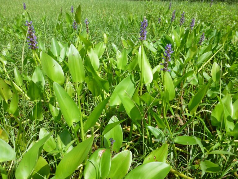 pickerelweed Pontederia cordata leaves