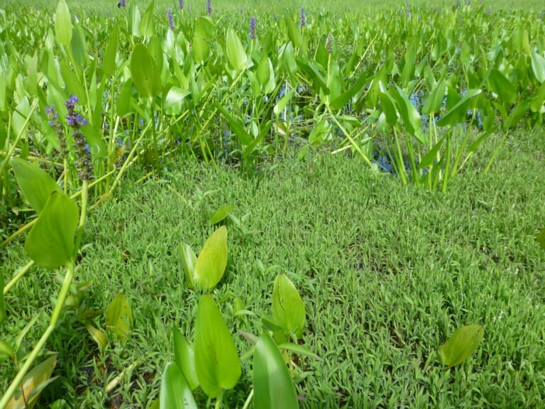 pickerelweed Pontederia cordata growing in a boggy area of a landscape