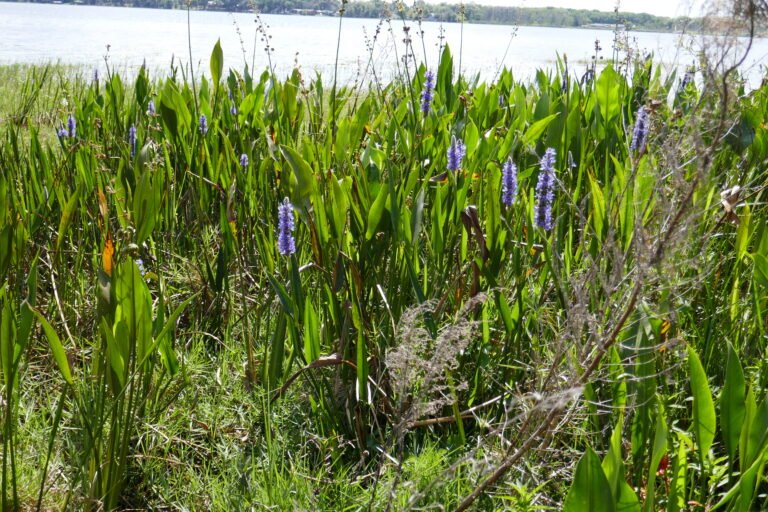 pickerelweed Pontederia cordata growing at a lake edge