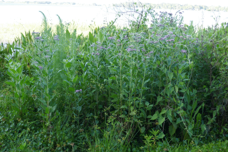 marsh fleabane Pluchea odorata growing at the edge of a lake