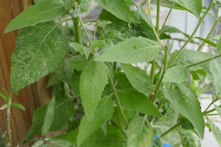 marsh fleabane Pluchea odorata leaves