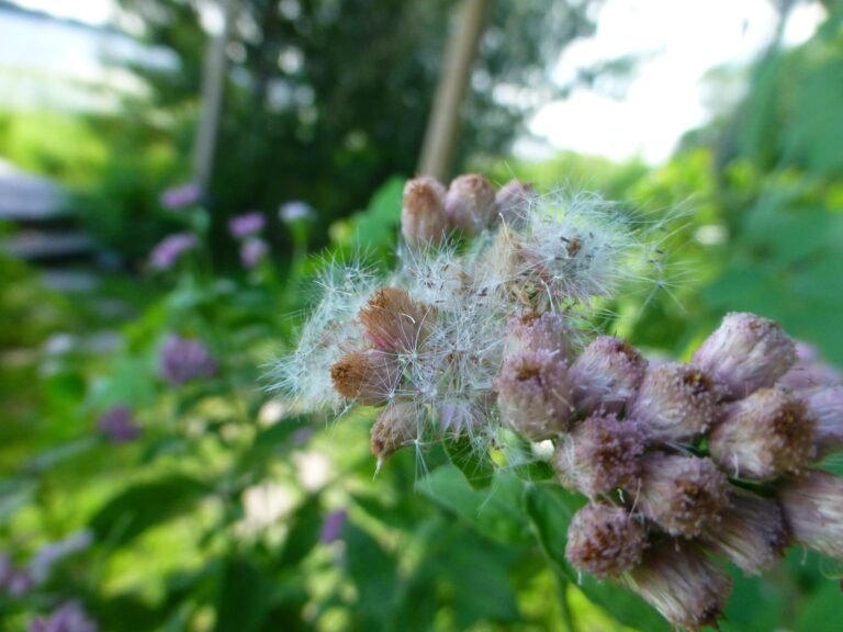 marsh fleabane Pluchea odorata seeds