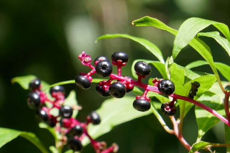 pokeweed Phytolacca americana fruit