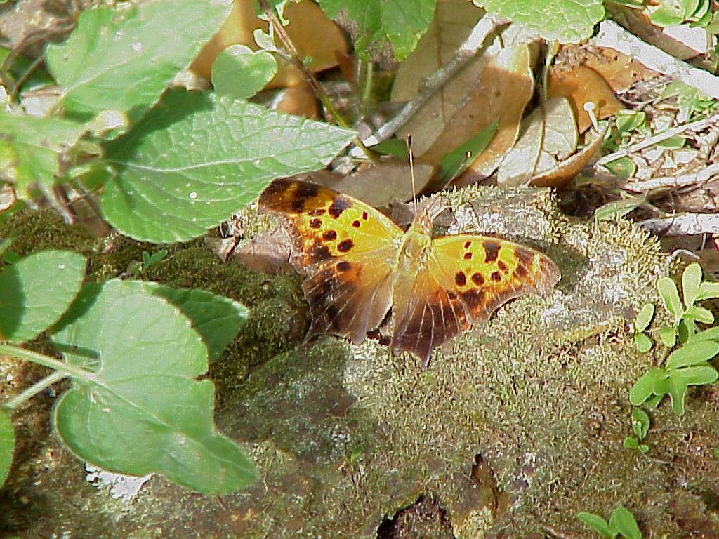 question mark butterfly with open wings