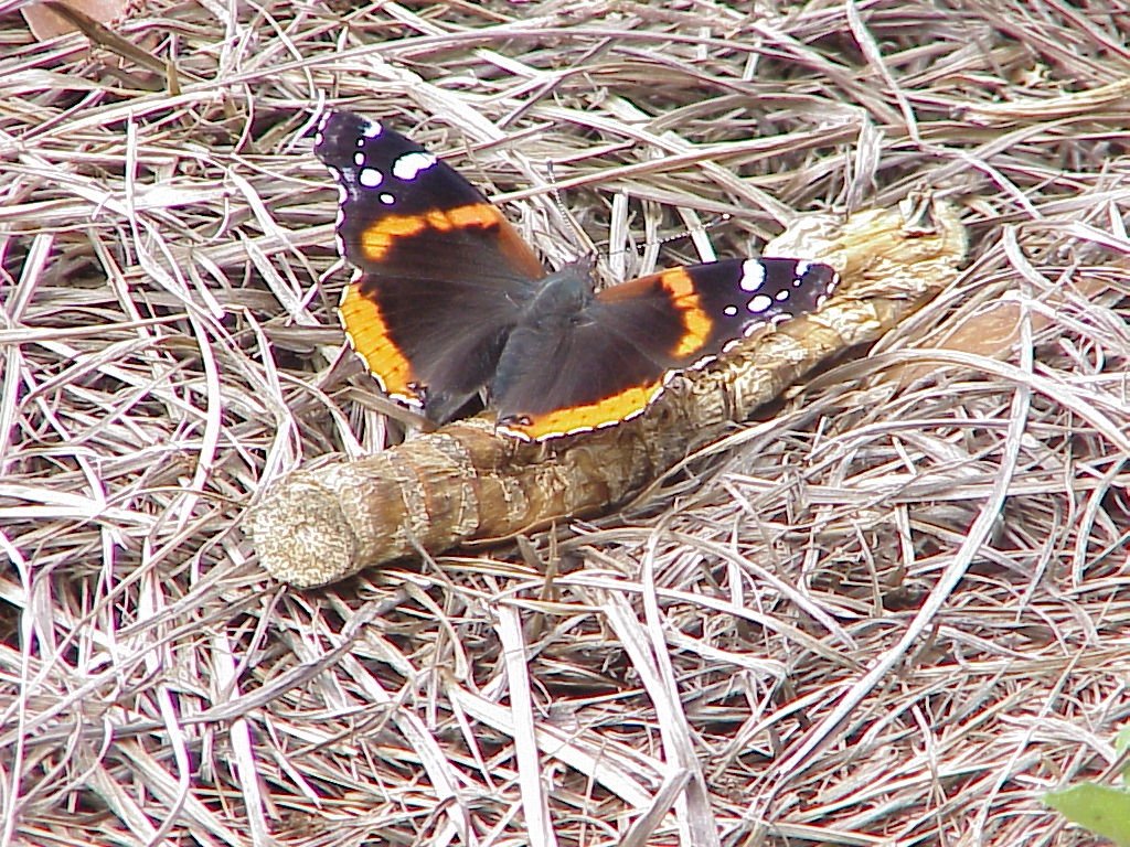 red admiral butterfly with open wings