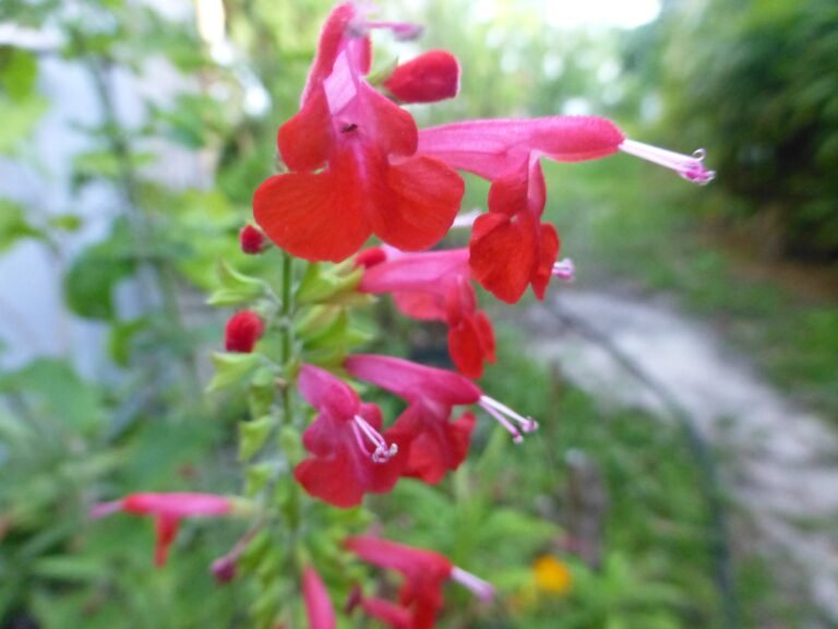 blood sage salvia coccinea flower