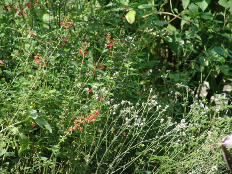blood sage salvia coccinea in the landscape
