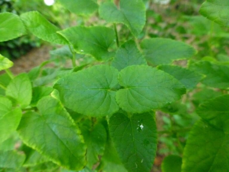 blood sage salvia coccinea leaves